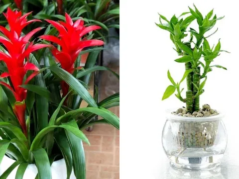 6 loại cây cảnh hút lộc, chỉ cần 1 chậu giúp gia đình luôn thịnh vượng và may mắn