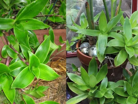 Cây lược vàng: Dễ trồng, vừa làm cảnh vừa là vị thuốc quý thanh lọc giải độc và làm đẹp da