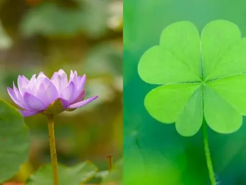 Cuối năm giàu chấn động tam giới: 4 con giáp giữ tâm sáng kiếm tiền nhẹ tênh, phú quý tự tìm đến