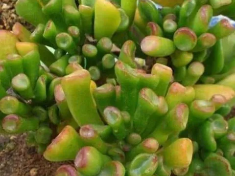 Loại cây cảnh phong thủy tốt hơn 10 chậu trầu bà: Lá như Tỳ Hưu hút lộc, thân giữ của, sống cả trăm năm