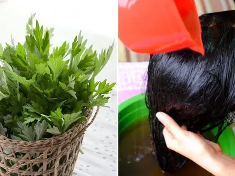Cách gội đầu bằng nước ngải cứu chống rụng tóc, kích thích tóc con mọc không ngừng