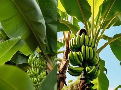 Lá chuối không chỉ để gói bánh, uống nước lá chuối còn rất tốt cho sức khỏe