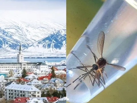 Quốc gia duy nhất trên thế giới không có 1 con muỗi cả trăm năm qua. Vì sao lại thế?