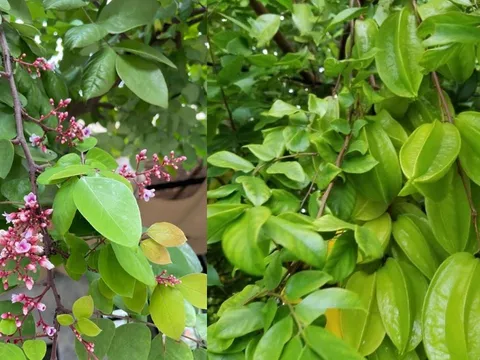Cách dùng Lá Khế trị mụn làm đẹp da, công dụng bất ngờ