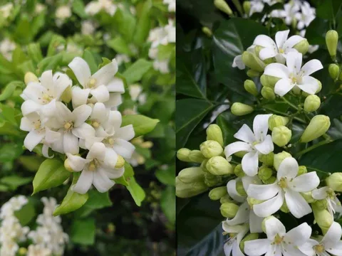 Cây nguyệt quế hoa thơm cảnh đẹp tốt cho phong thủy nhưng người này không nên trồng