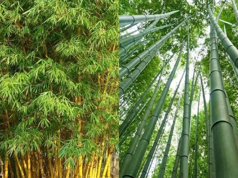Bất ngờ công dụng của Lá Tre với sức khỏe, tưởng chỉ vứt đi mà lại cực tốt
