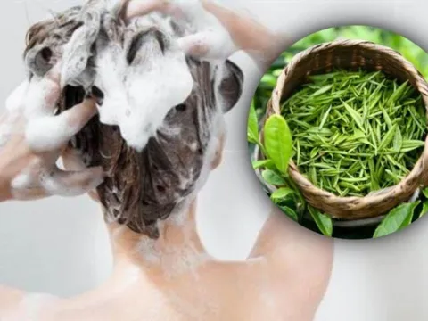 Cách gội đầu bằng lá trà xanh giúp giảm rụng tóc, làm mượt tóc