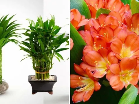 Người giàu thường thích trồng 2 loại cây cảnh "rẻ tiền" này: Khỏe mạnh, tài lộc, thịnh vượng