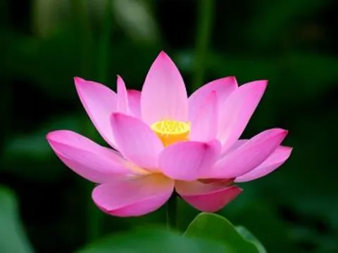 Những người sinh vào các này có nghị lực phi thường, dễ dàng vượt qua khó khăn, sự nghiệp thành công, viên mãn