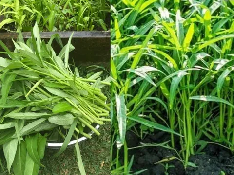 Rau muống ngon phổ biến nhưng ăn theo 3 kiểu này thì gây hại khó lường