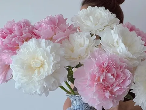 Đặt ở góc nhà 2 loài hoa này, trời phú cho đặc tính “phú quý, cát tường, thịnh vượng và hạnh phúc”