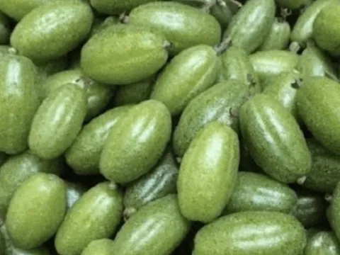 Loại quả 'chua loét' từng bị chê không ai ăn, nay thành đặc sản tiền triệu: Có nơi bán tới 3,5 triệu đồng/kg