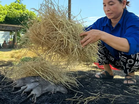 Cả làng ở Nghệ An săn chuột đồng, nghề tay trái kiếm tiền triệu mỗi đêm