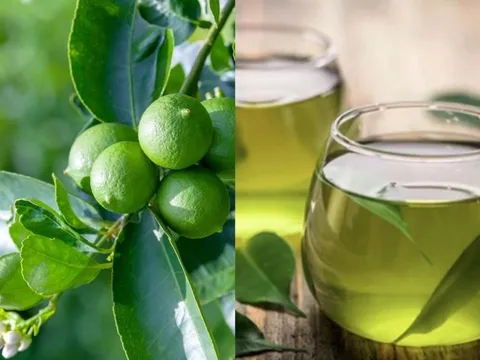 Cách dùng nước Lá Chanh: tiêu hóa tốt, thanh nhiệt thải độc lại giúp thư giãn, ngủ ngon