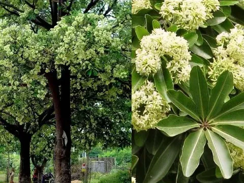 Cây hoa sữa hóa ra là vị thuốc quý ít ai ngờ