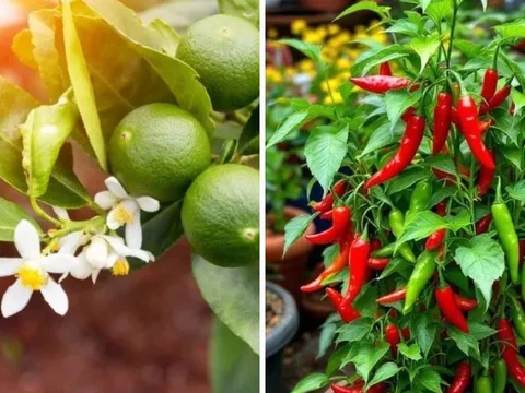 Chanh và ớt là 2 loại cây 'chua cay', vậy tại sao nhiều nhà giàu thích trồng trước cửa?