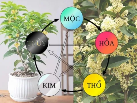 Loại cây hợp cả 5 mệnh, lọc sạch không khí trong nhà