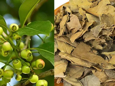 Vì sao các cụ xưa khuyên dùng lá vối khô hơn lá vối tươi? Cách ủ và phơi lá vối khô theo lối xưa