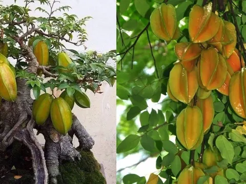 Vì sao nói trồng cây khế trong nhà giúp gia tăng tài lộc và mang lại sức khỏe cho gia chủ