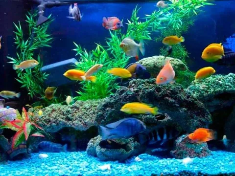 4 mẹo phong thủy hút tài lộc từ cách bài trí bên trong căn nhà