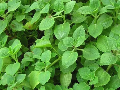 5 loại rau thơm quen thuộc được Bộ y tế công nhận là cây thuốc tốt