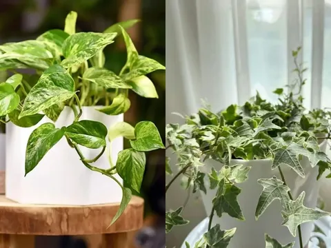 6 loại cây cảnh ‘thần kỳ’ hút ẩm, xua nấm mốc, nhà lúc nào cũng khô thoáng