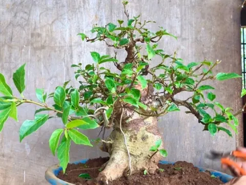 Loại cây cảnh phong thủy bình dân, nhưng càng trồng lâu càng quý giá, trồng hôm nay, phúc lộc cho đời sau