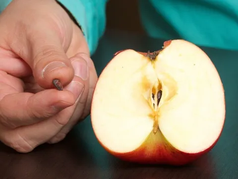Sự thật 4 loại trái cây bị đưa vào 'danh sách đen' gây ung thư: Ăn sai mới thực sự nguy hiểm