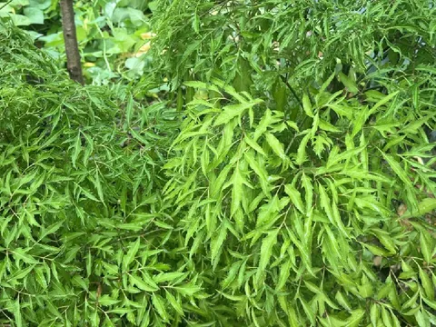 Trồng cây đinh lăng đúng vị trí này trong nhà, lộc vào như nước, tiền của dồi dào