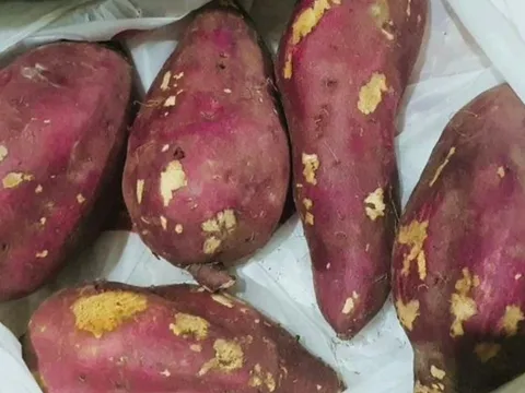 Ăn khoai lang ngon miệng nhưng cực hại cho 5 người này