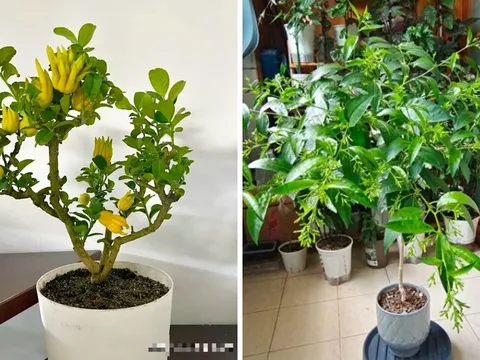 Nhà giàu chuộng 4 loại cây cảnh “hút lộc, giữ phúc”: Cưng như báu vật