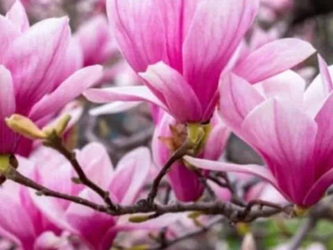 Tổ tiên dặn: Trồng 4 loài hoa này trước cửa, tài lộc đầy nhà, may mắn ùn ùn kéo đến