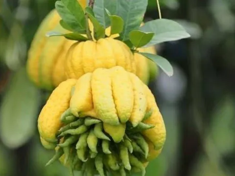 5 loại cây nhà giàu thích trồng hơn hoa: Cây nào cũng mang lại tài lộc, sung túc cho gia chủ