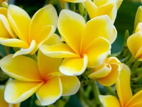 5 loại hoa đẹp nhưng tuyệt đối không nên trồng trong nhà kẻo rước xui xẻo, nghèo khó đeo bám