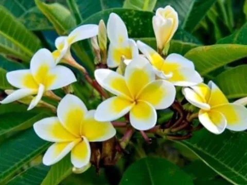 5 loại hoa đẹp nhưng tuyệt đối không nên trồng trong nhà kẻo rước xui xẻo, nghèo khó đeo bám