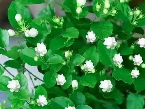 Top cây trồng trong nhà dễ chăm, xanh tốt quanh năm, giúp lọc không khí và tinh thần minh mẫn