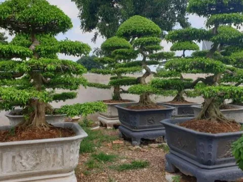 Vì sao trồng cây sanh trước nhà nên trồng 2 cây, tránh trồng 1? Nhiều người chưa biết ý nghĩa này
