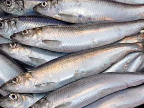 4 loại cá giàu omega-3 và canxi, rẻ hơn cá hồi, chợ Việt bán đầy - Đừng bỏ lỡ “báu vật sức khỏe” này