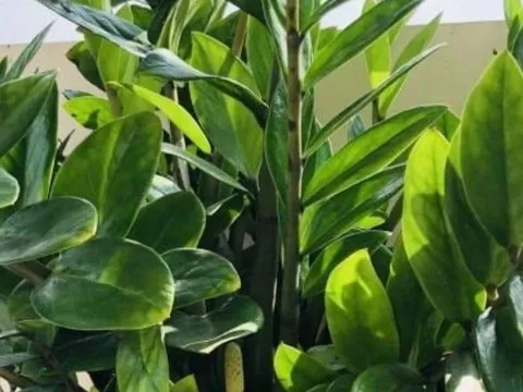 9 loại cây phong thủy tổ tiên dạy trồng: Hút lộc như vòi rồng, tiền tài ập đến không ngừng