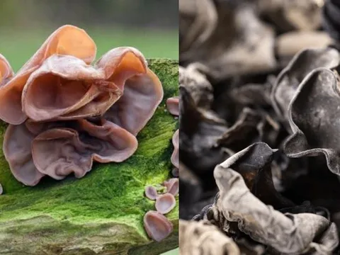 Vì sao lại không được ăn Mộc Nhĩ khi còn tươi?