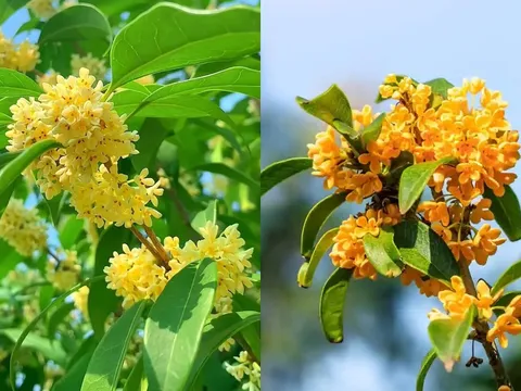 Cây mộc hương là ‘báu vật của Thần Tài’, người mệnh này trồng một cây trước nhà để Đắc Tài Đắc Lộc
