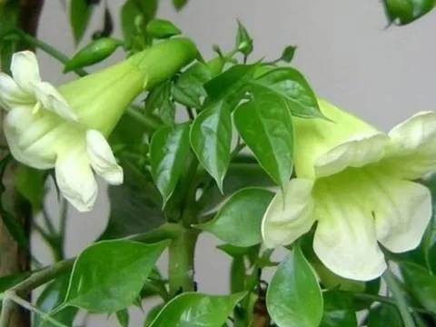 Lời Tổ Tiên dặn: 6 loài cây nở hoa mang lại tài lộc, giúp gia chủ giàu sang phú quý