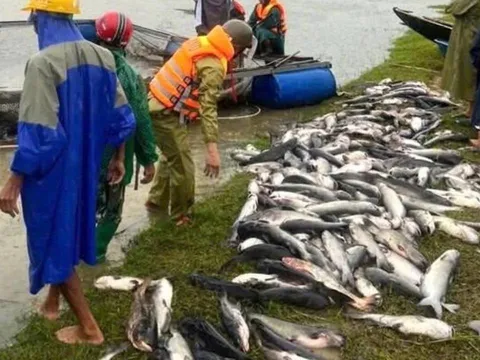 Ngư dân Hà Tĩnh khóc ròng: 20 tấn cá lồng bè chết trắng sau bão Bualoi