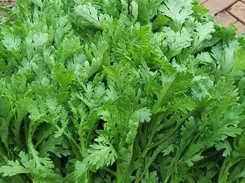 Rau cải cúc (tần ô) không chỉ ngon còn nhiều lợi ích cho Gan