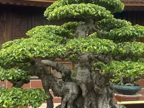 Tại sao nên trồng 2 cây sanh trước nhà, tuyệt đối tránh trồng 1 cây? Hóa ra là vì lý do này
