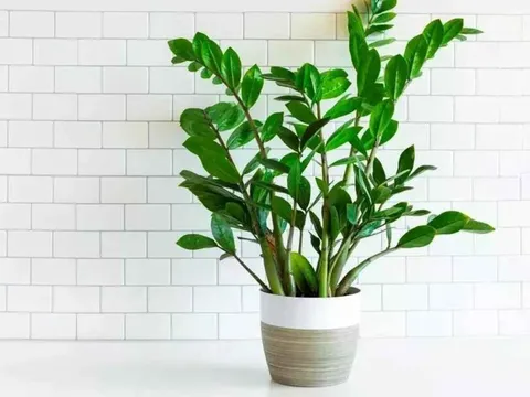 Trong phòng khách đặt 1 trong 4 loại cây phong thủy này, gia chủ dễ hút tài lộc, vạn sự hanh thông