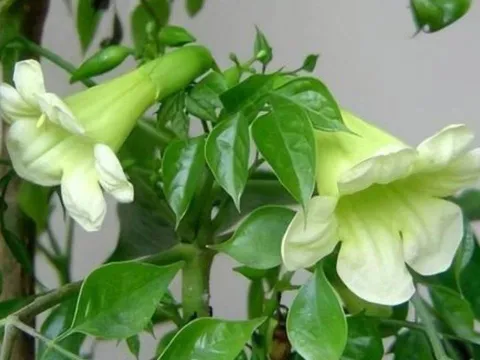Lời Tổ tiên truyền lại: 6 cây này nở hoa báo hiệu tài lộc, trồng trước nhà sẽ giàu sang