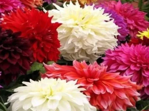 Tổ tiên dặn: Trồng 4 loài hoa trước cửa, tài lộc đầy nhà, may mắn ùn ùn kéo đến