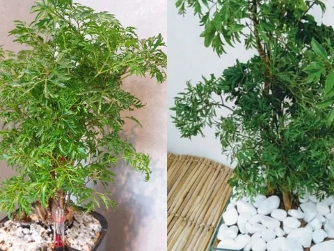 Trồng cây đinh lăng ở vị trí nào tốt cho phong thủy? 4 tuổi nady rất hợp trồng cây đinh lăng?