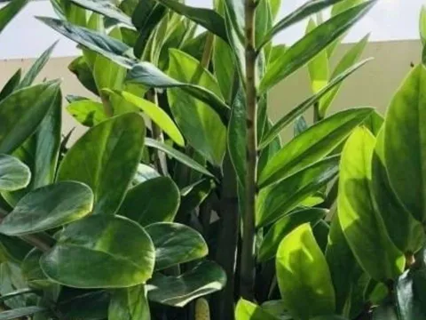 9 cây phong thủy cha ông truyền lại: Trồng một lần, hút lộc như vòi rồng, tiền bạc ào ạt vào nhà